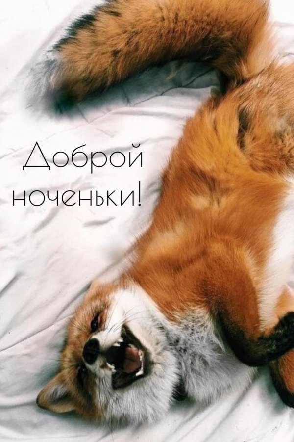 сонная лиса