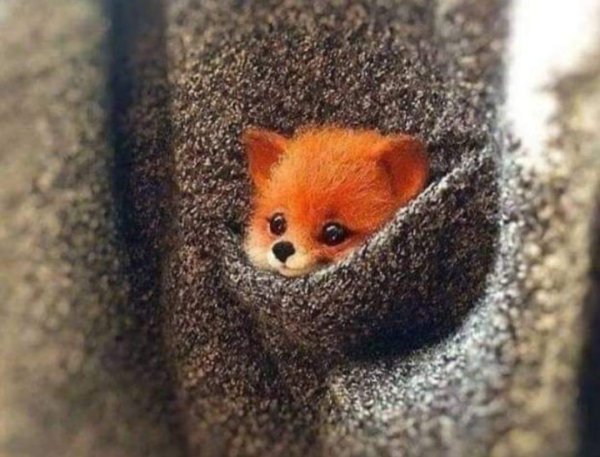 маленькие лисята