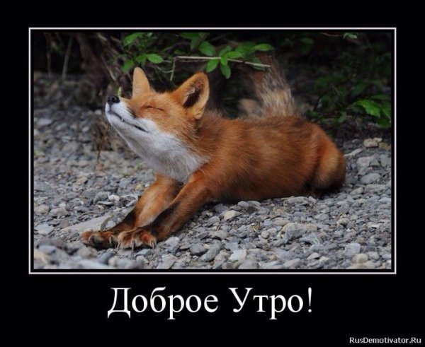 доброе утро лисенок
