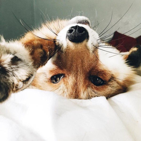 животное милое