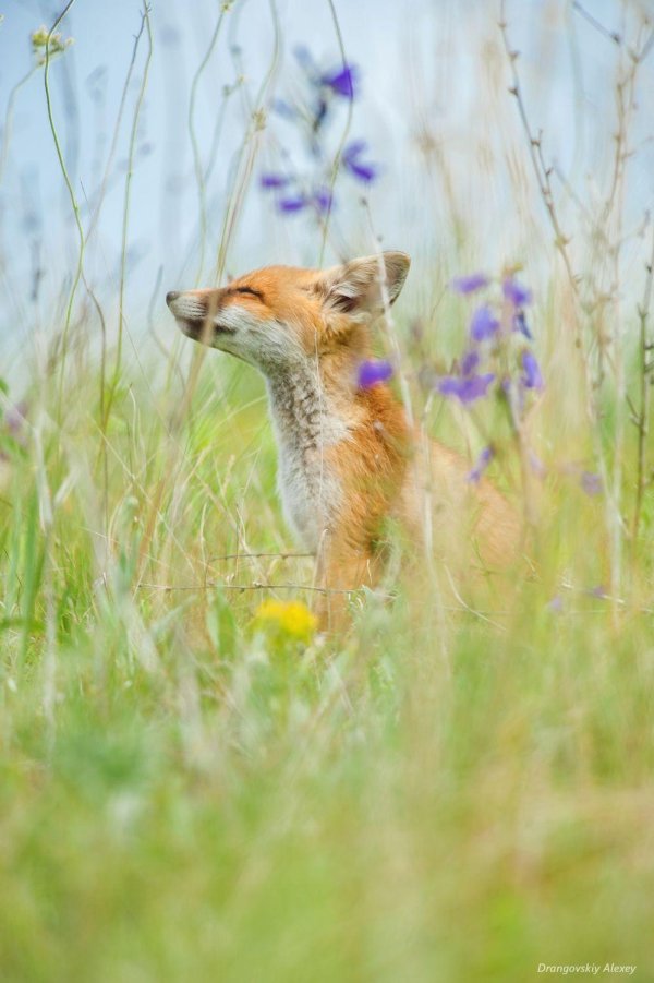 лиса летом