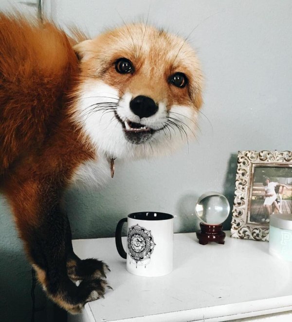 домашняя лиса