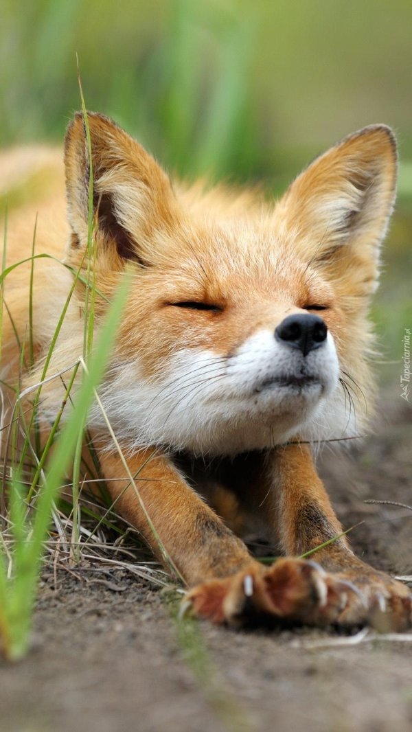 лиса морда