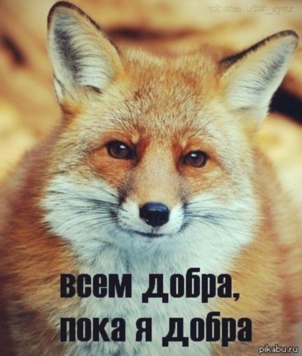 доброе утро лисичка