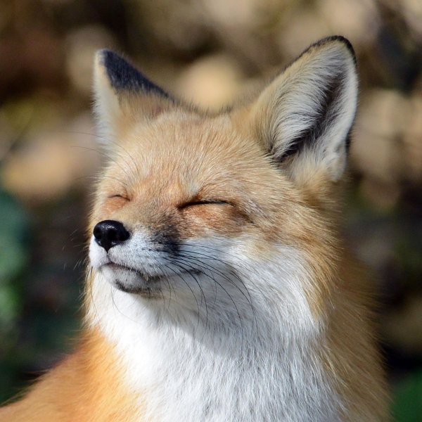 хитрая лисица