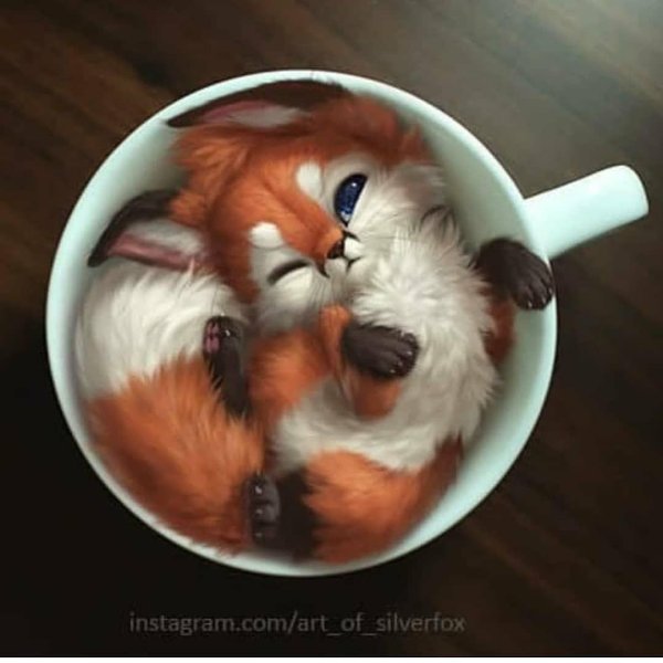 лисенок в кружке