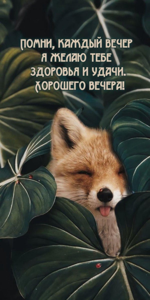 добрая ночь