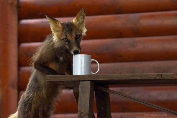 доброе утро лис
