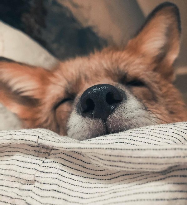 лисенок животные