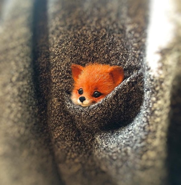 милое животное