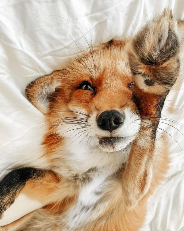 счастливая лиса