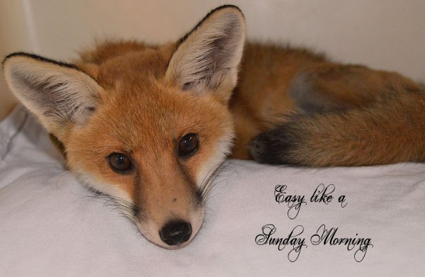 лисенок домашний