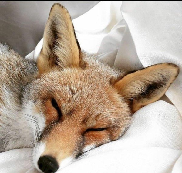 лисичка спит