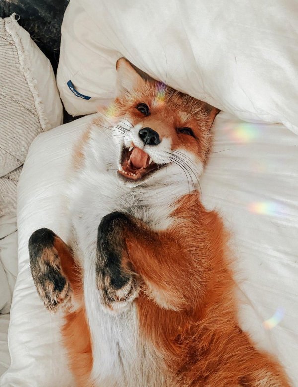 лисичка джунипер