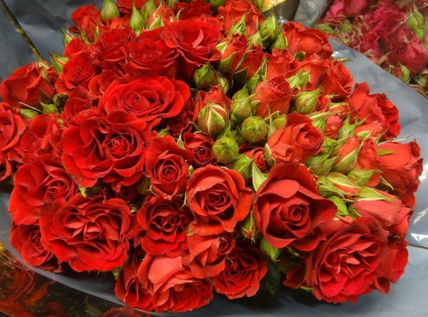 цахикнер цахикнер