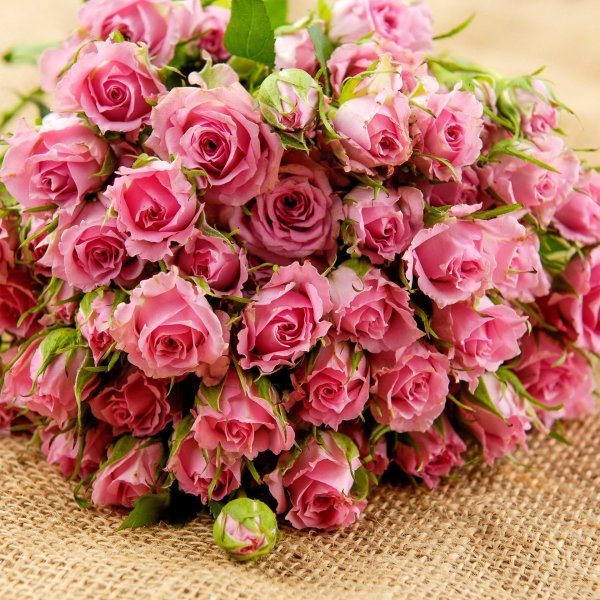 роза кустовая