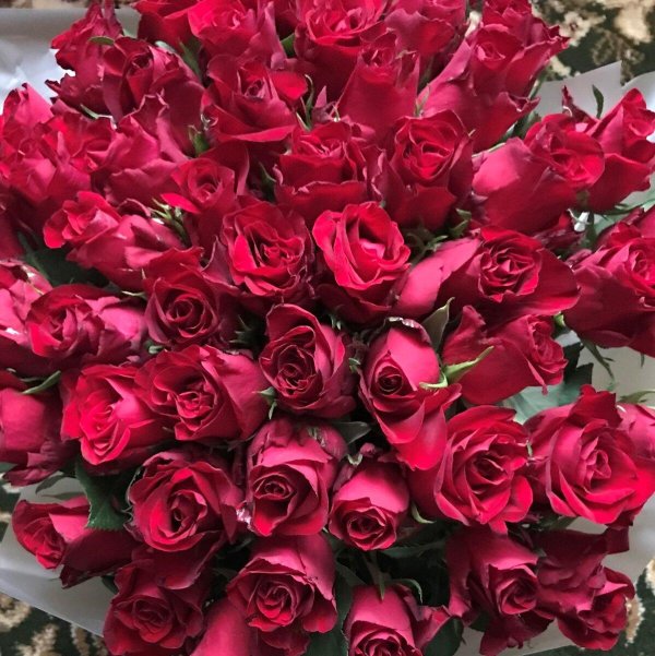 кустовые розы бордо