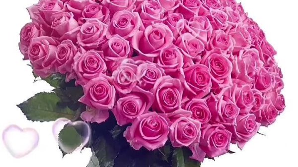 101 розовая роза