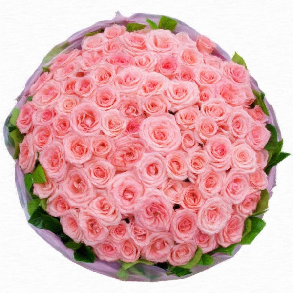 роза муссет