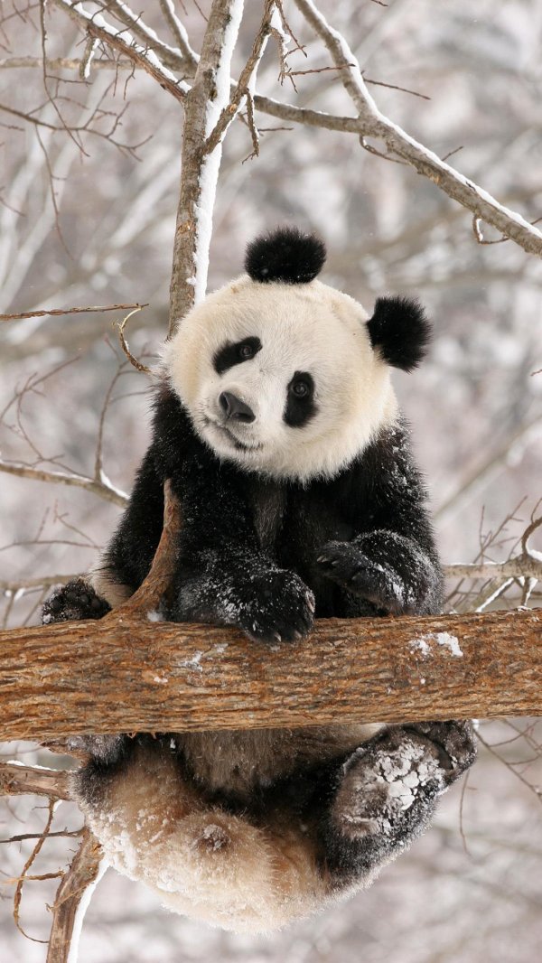 панда зимой