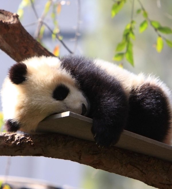 детеныши панды