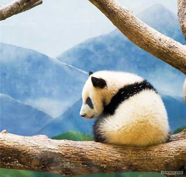 грустная панда