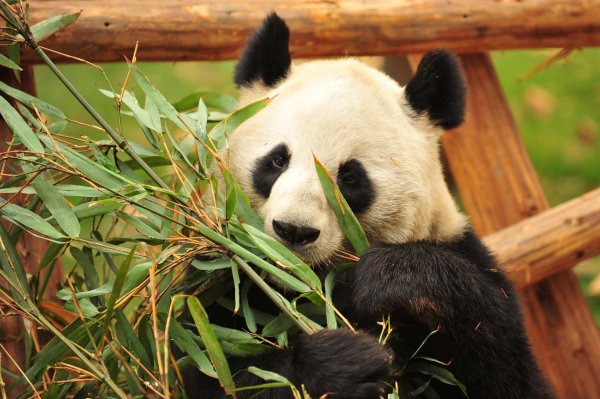 бамбуковая панда