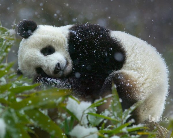 млекопитающие панда