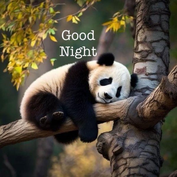 бамбук панда