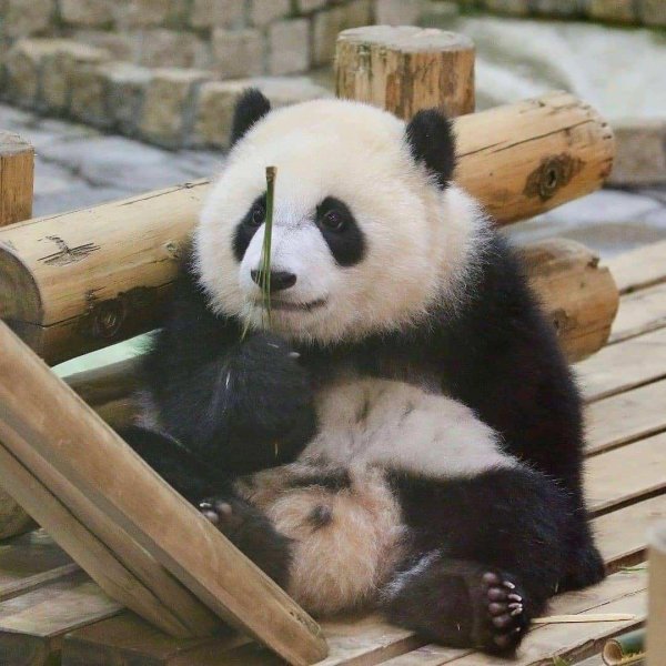 чэнду заповедник панд