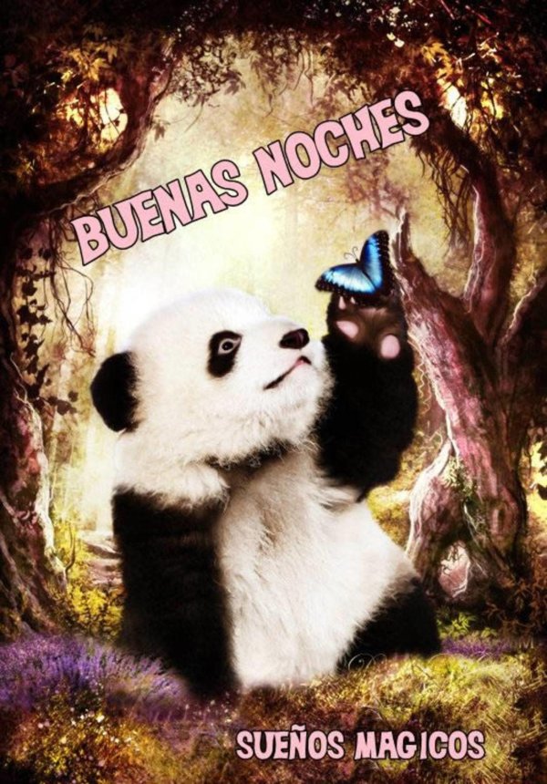 самые милые панды