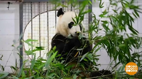 московский зоопарк панда