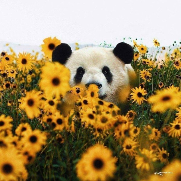 животное панда