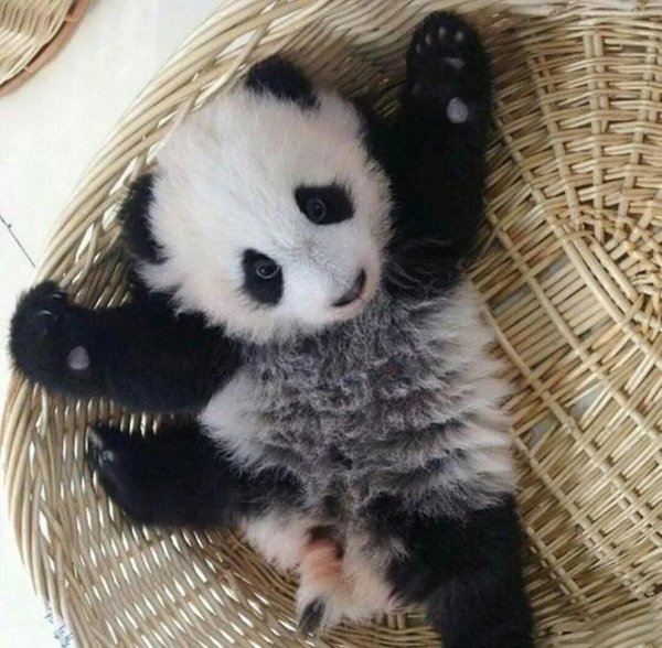 новорожденная панда