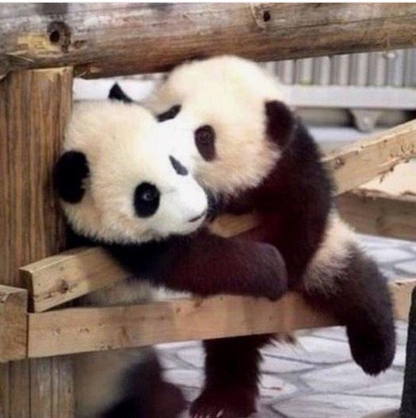 влюбленные панды