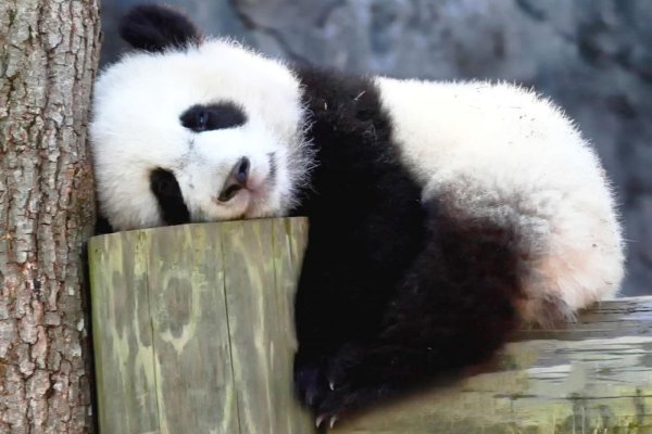 милые спящие панды