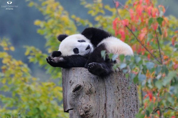 лиана мишка панда