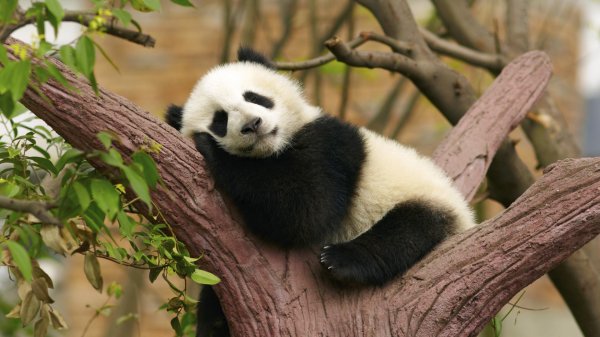 панда обыкновенная