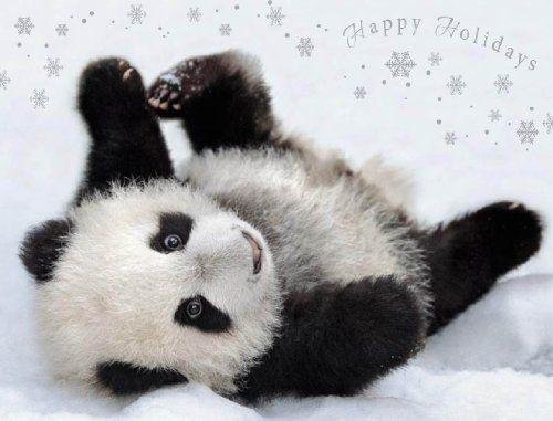 медвежонок панда