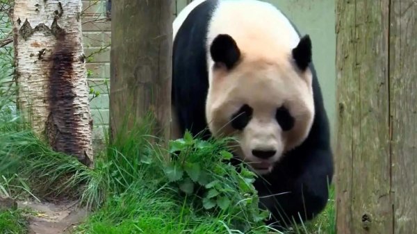 гигантская панда