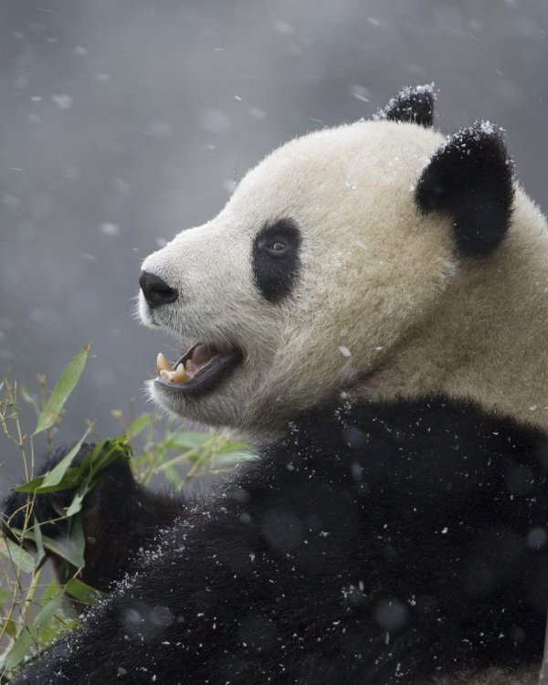 млекопитающие панда