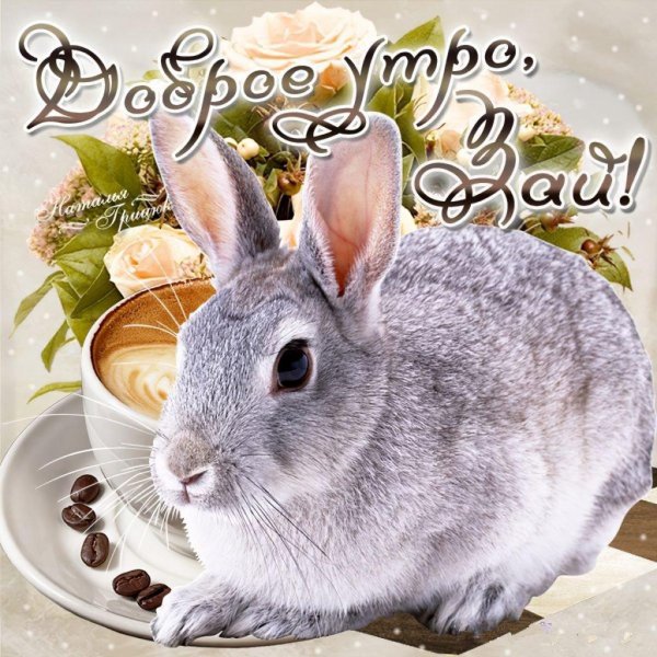 с добрым утром зайчонок