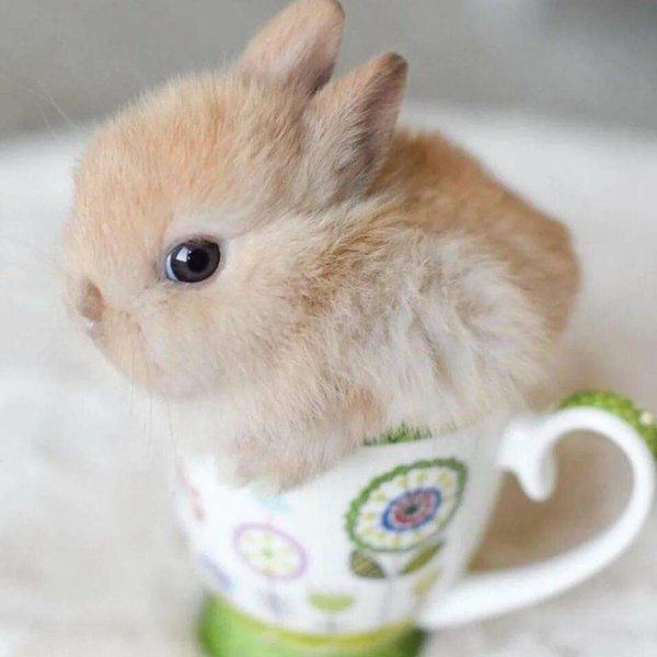 красивые кролики маленькие