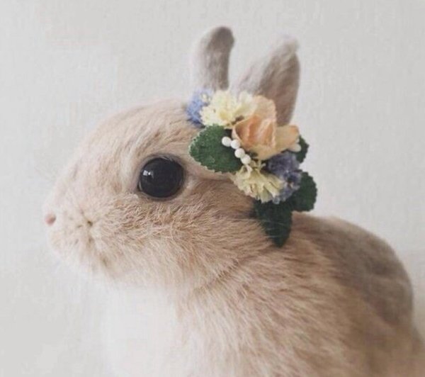 красивый кролик