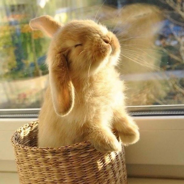 милый кролик