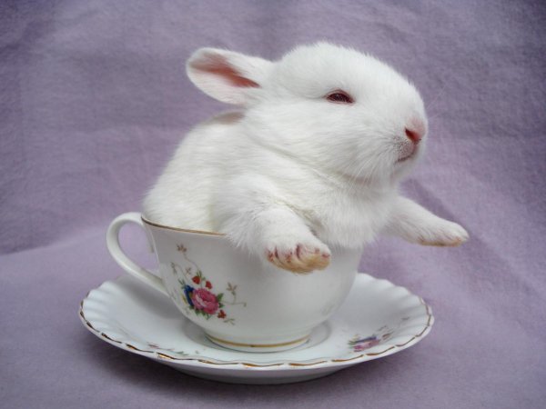 крольчонок в кружке