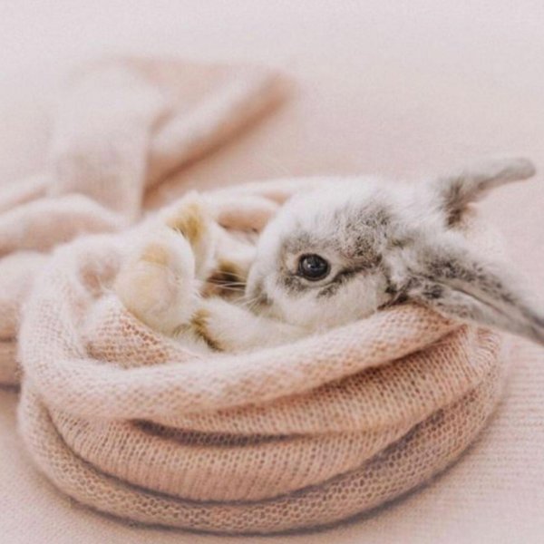 маленькие кролики