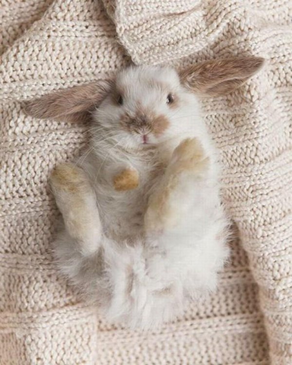 Доброе утро заяц