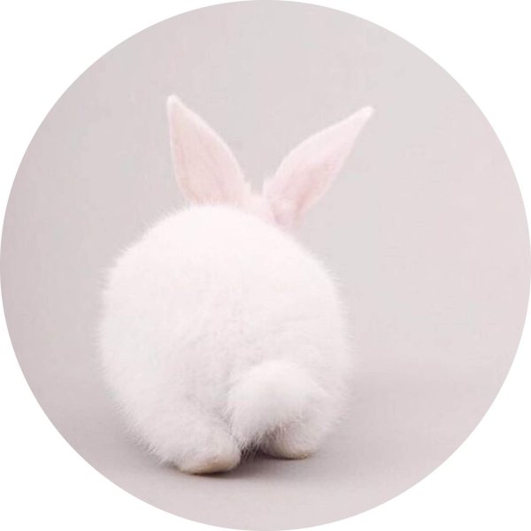 белые зайцы