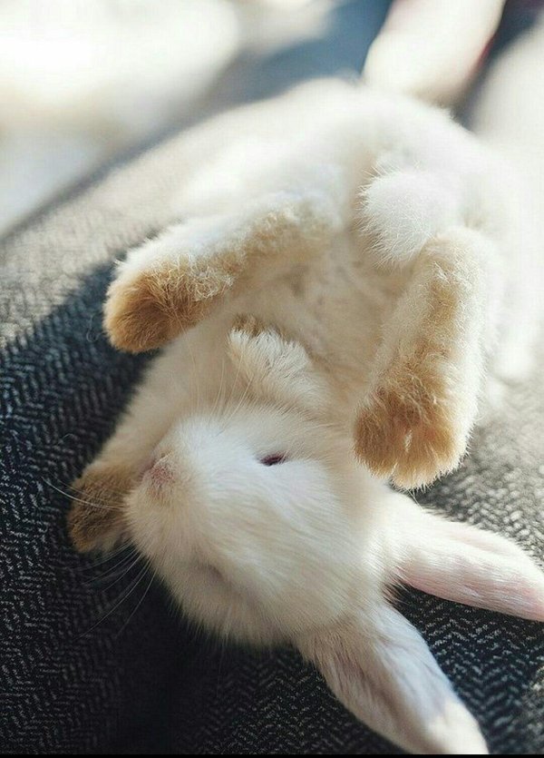 красивый зайчик